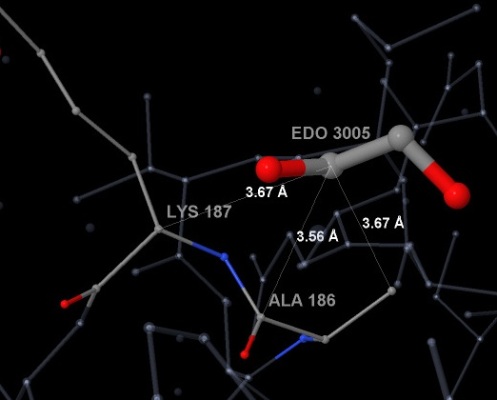 EDO A 3005 - H-bonds